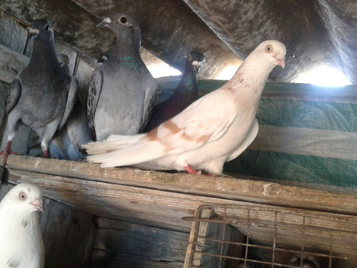 m bujor - Porumbei 2012