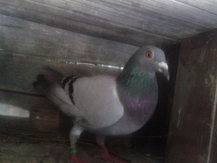 2012-06-15 18.35.39 - Porumbei 2012