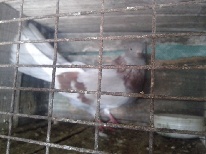 2012-06-17 13.19.31; f bujor
