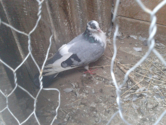 f galatean inapoiata proprietarului