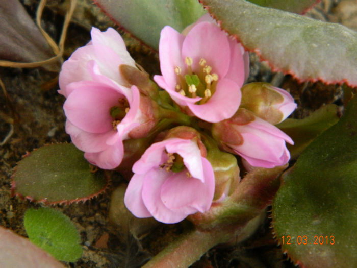 BERGENIA