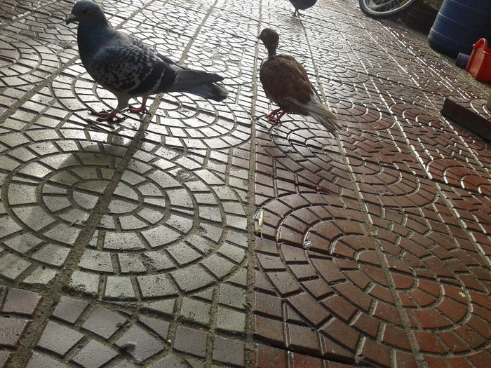 2013-01-22 10.59.36 - Porumbei 2012