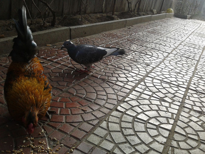 2013-01-22 10.59.49 - Porumbei 2012