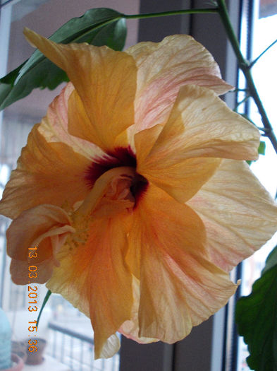 13 martie 2013-flori 027 - martie 2013