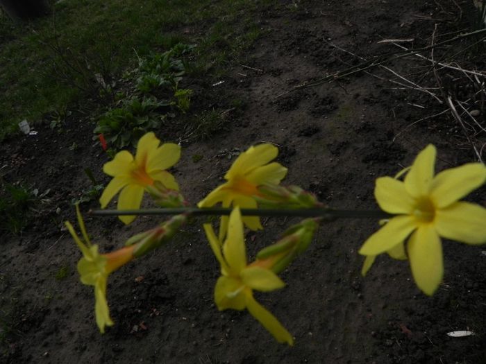 J. Nudiflorum - Jasmin