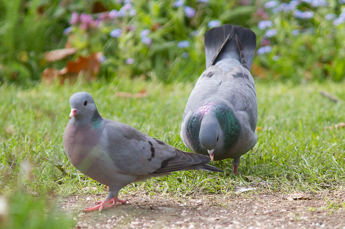 099591-porumbel-de-scorbura