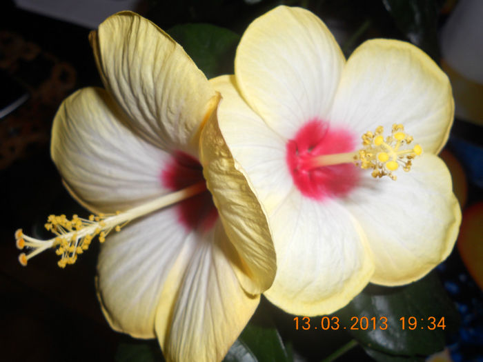 DSCN2773