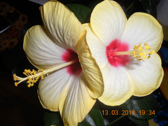 DSCN2774
