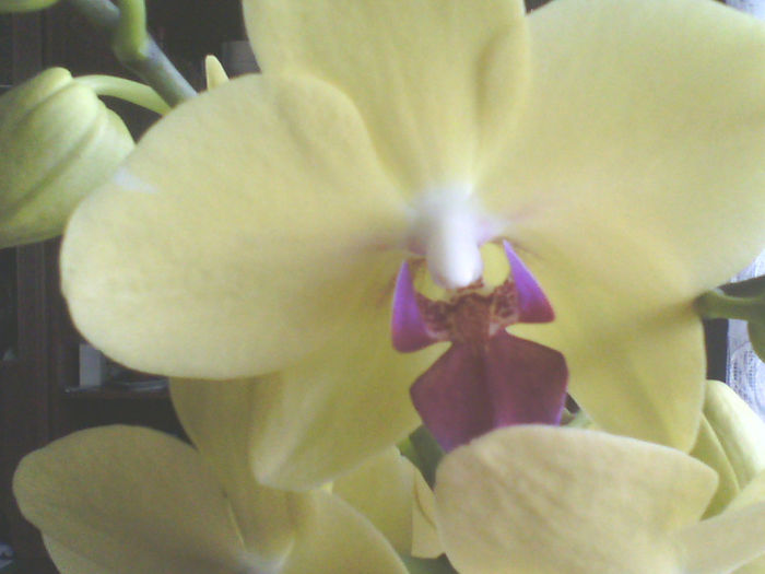 Orhidee - Florile mele