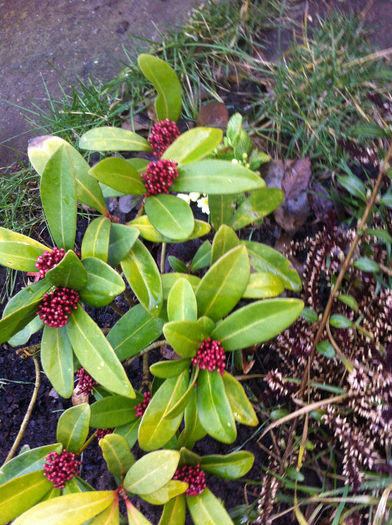 IMG_1624; skimmia-8.03.2013
