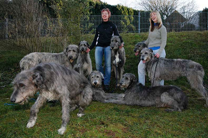 gruppenbild_feb_2008_2 - irisch wolfshund