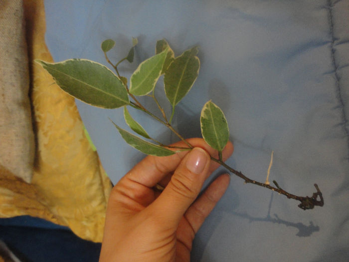 Butas de ficus cu radacina...pus in pamant. - Germinari 2013