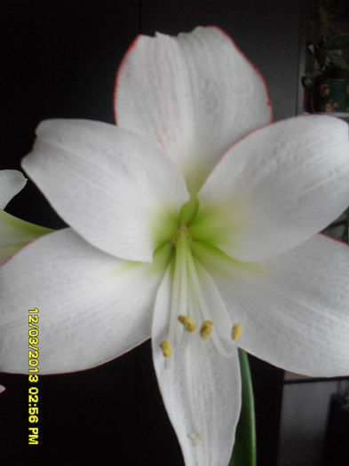 Picotee - 2_Amaryllis-2013