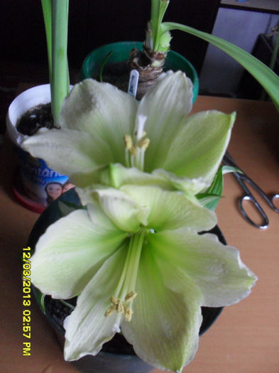 Lemon Lime - 2_Amaryllis-2013