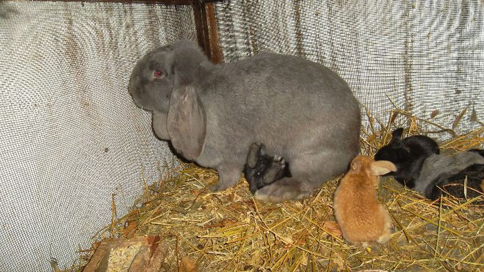 SAM_4197 - De la femela berbec albastra