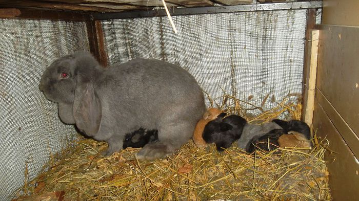 SAM_4198 - De la femela berbec albastra