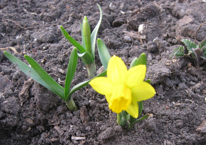 prima mea narcisa inflorita anul asta (2013) - FLORI DIN GRADINA panselute narcise crocus