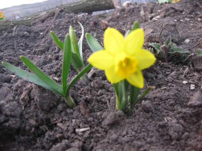 narcisa pitica - FLORI DIN GRADINA panselute narcise crocus