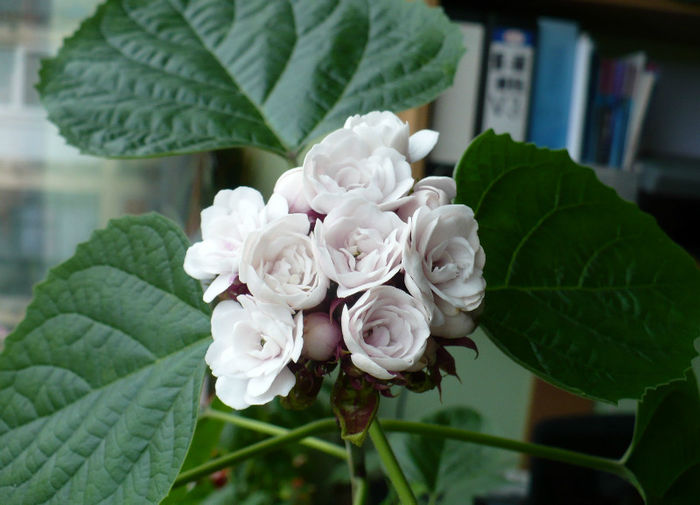 13 martie - Clerodendron 2013