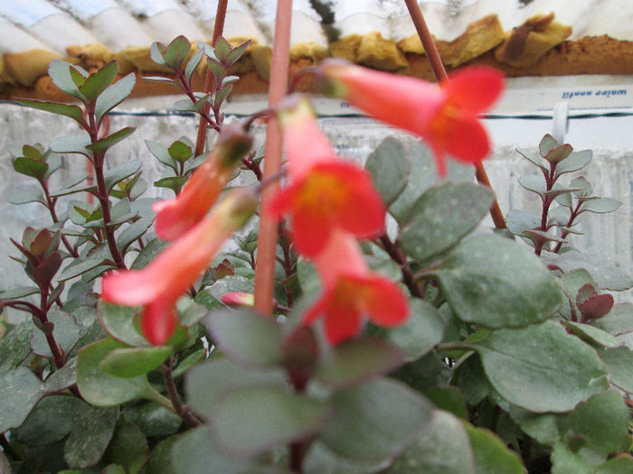 kalanchoe tessa - flori in martie 2013