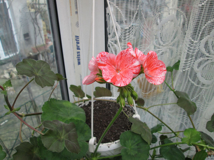 muscata olandeza - flori in martie 2013