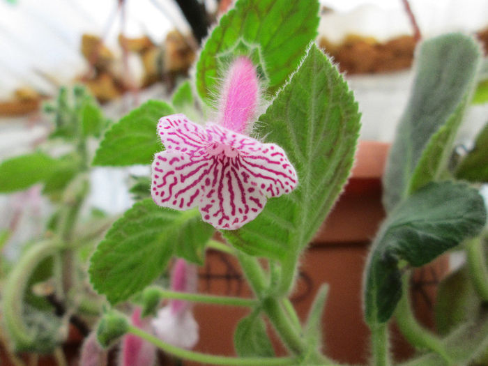 kohleria