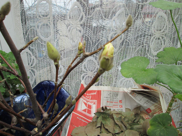 experienta,lastari cu boboci de magnolie pentru deschidere in apa - flori in martie 2013