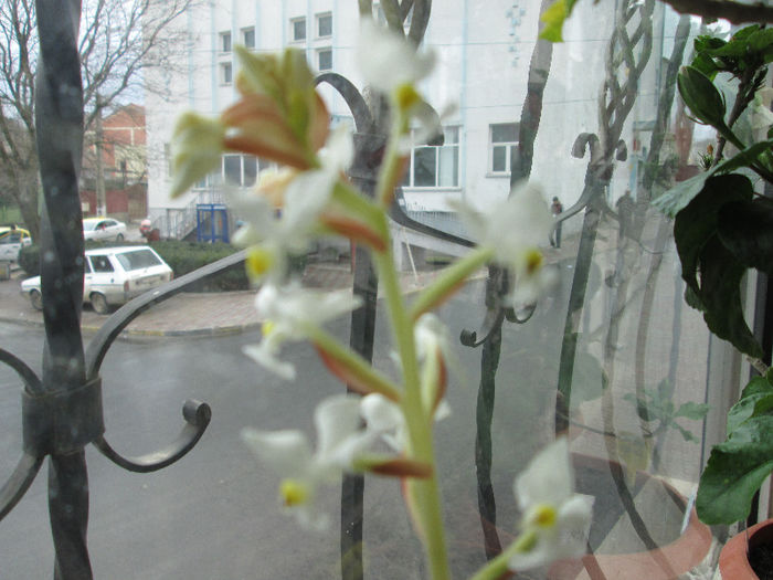 orhidee - flori in martie 2013