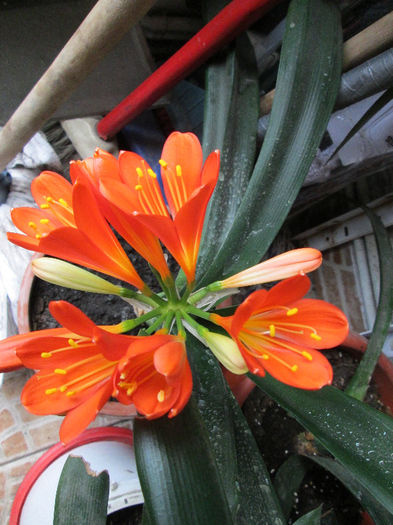 clivia - flori in martie 2013