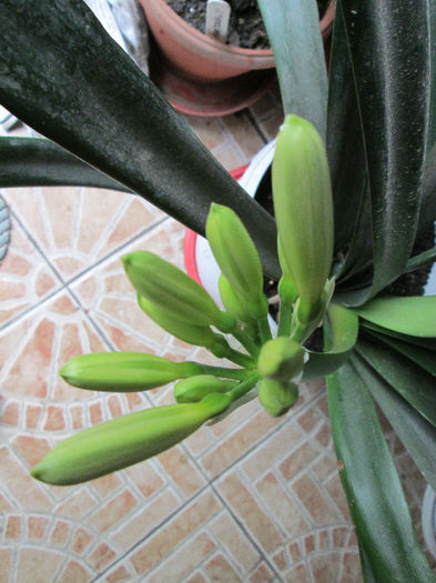 boboci de clivia citrina - flori in martie 2013