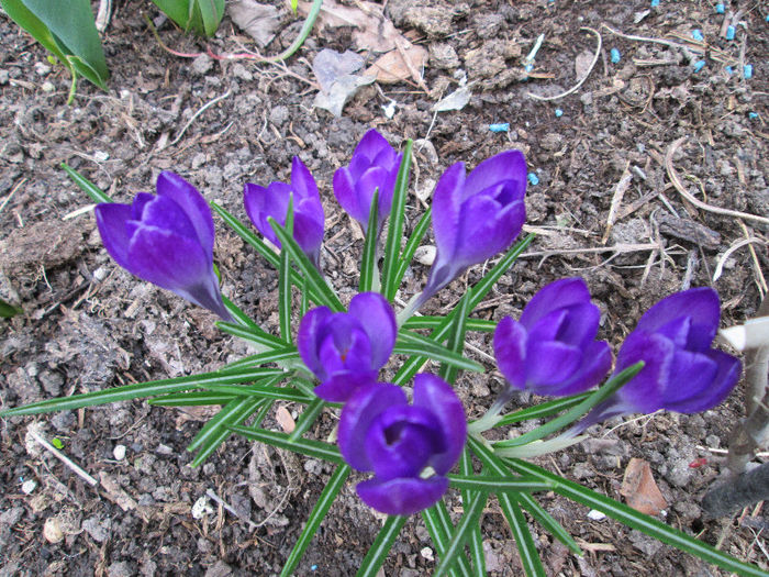 crocusi - flori in martie 2013