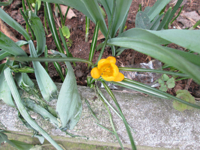 crocusi - flori in martie 2013