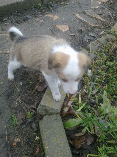 Roco