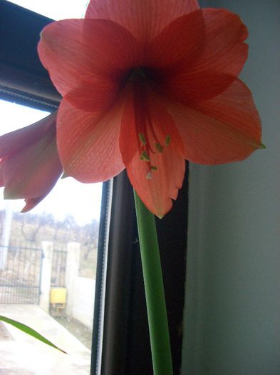 orange-pink(floare-14.03.2013 - amarillys