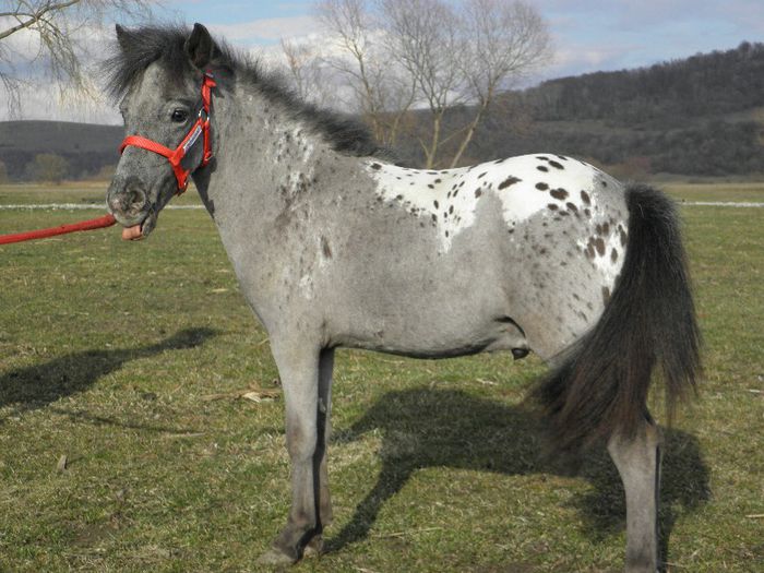P3127870 - VANZARI PONEI 3