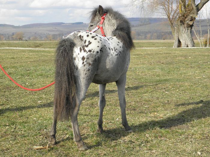 P3127872 - VANZARI PONEI 3