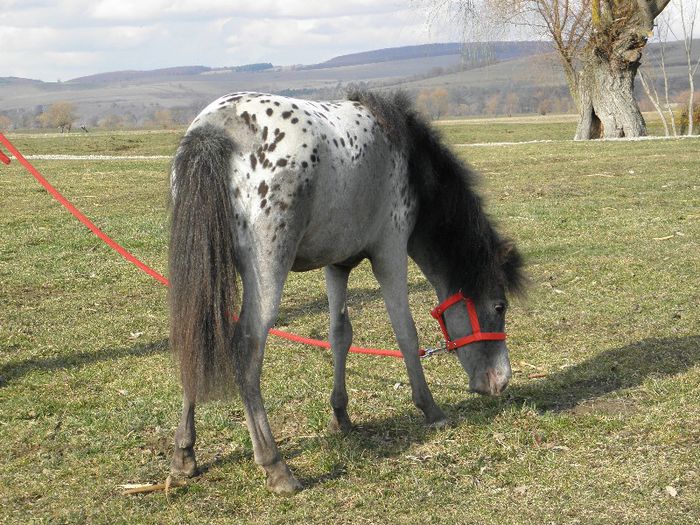 P3127873 - VANZARI PONEI 3