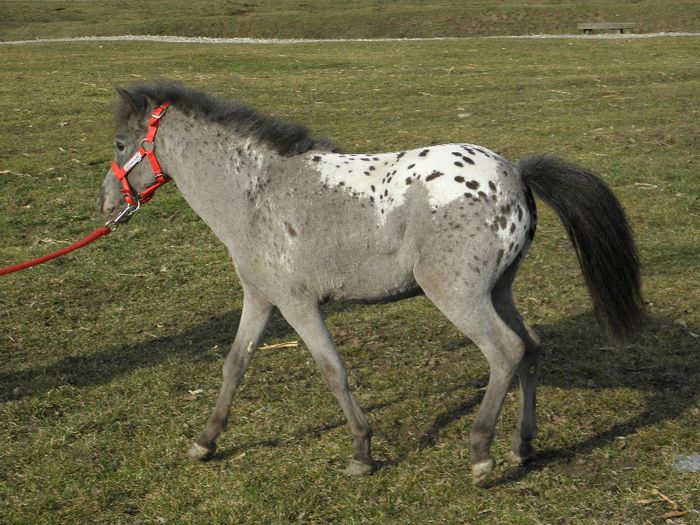 P3127876 - VANZARI PONEI 3