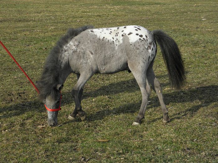 P3127877 - VANZARI PONEI 3