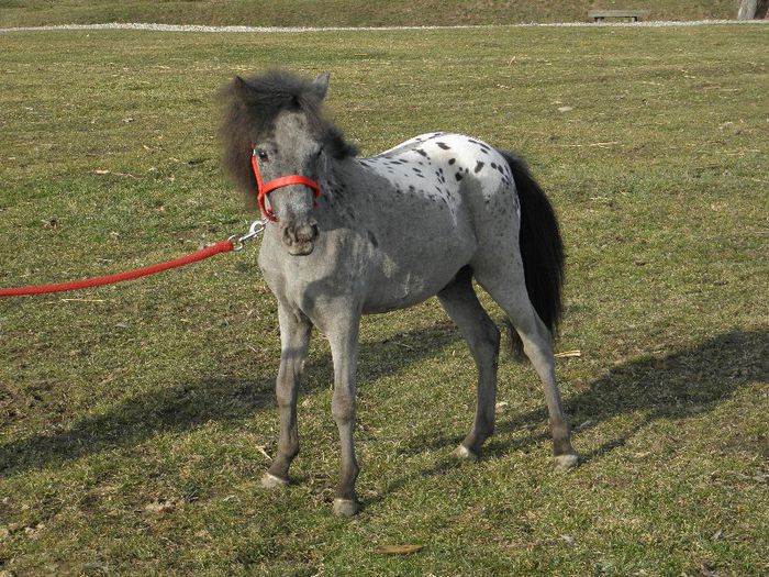 P3127878 - VANZARI PONEI 3