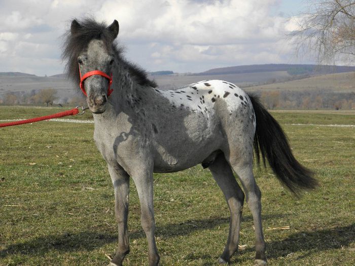P3127880 - VANZARI PONEI 3