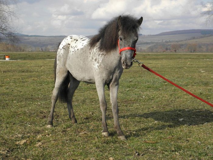 P3127882 - VANZARI PONEI 3