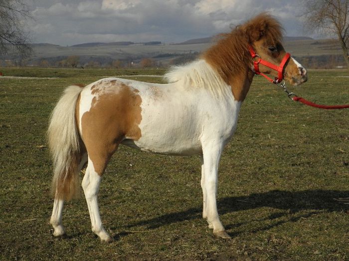P3127885 - VANZARI PONEI 3