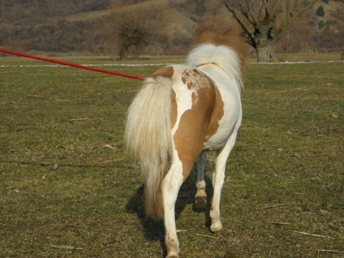 P3127895 - VANZARI PONEI 3