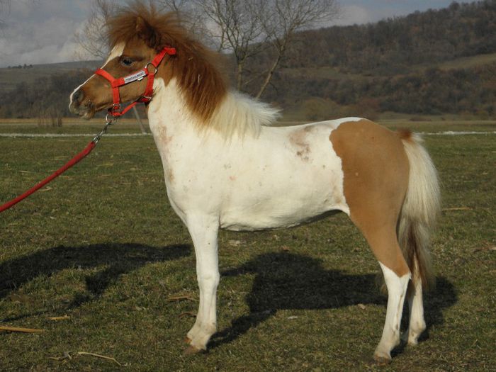 P3127889 - VANZARI PONEI 3