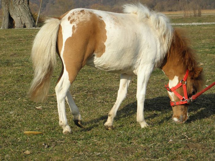 P3127900 - VANZARI PONEI 3