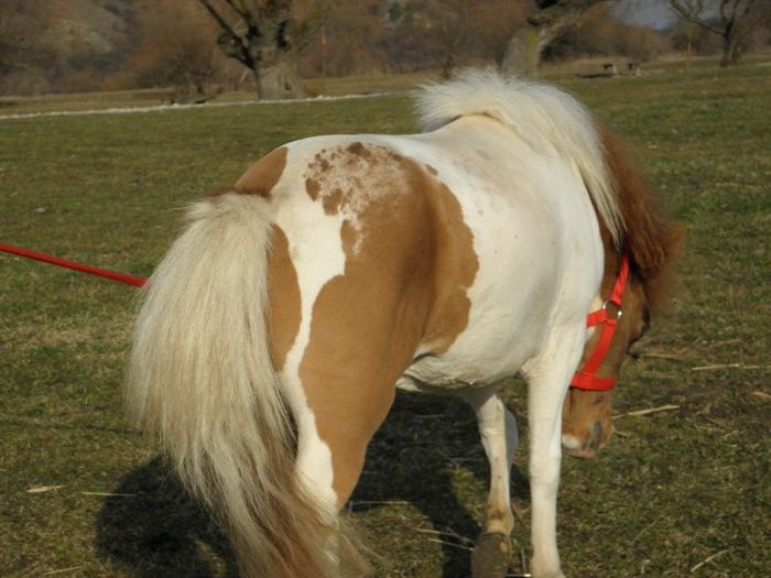P3127902 - VANZARI PONEI 3