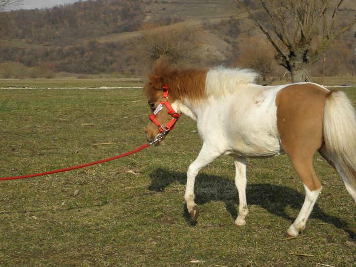 P3127903 - VANZARI PONEI 3