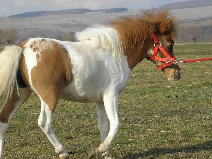 P3127907 - VANZARI PONEI 3