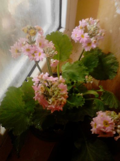 IMG_20130314_103806; primula
